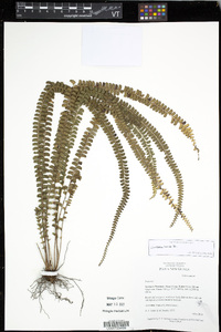 Lindsaea lucida image