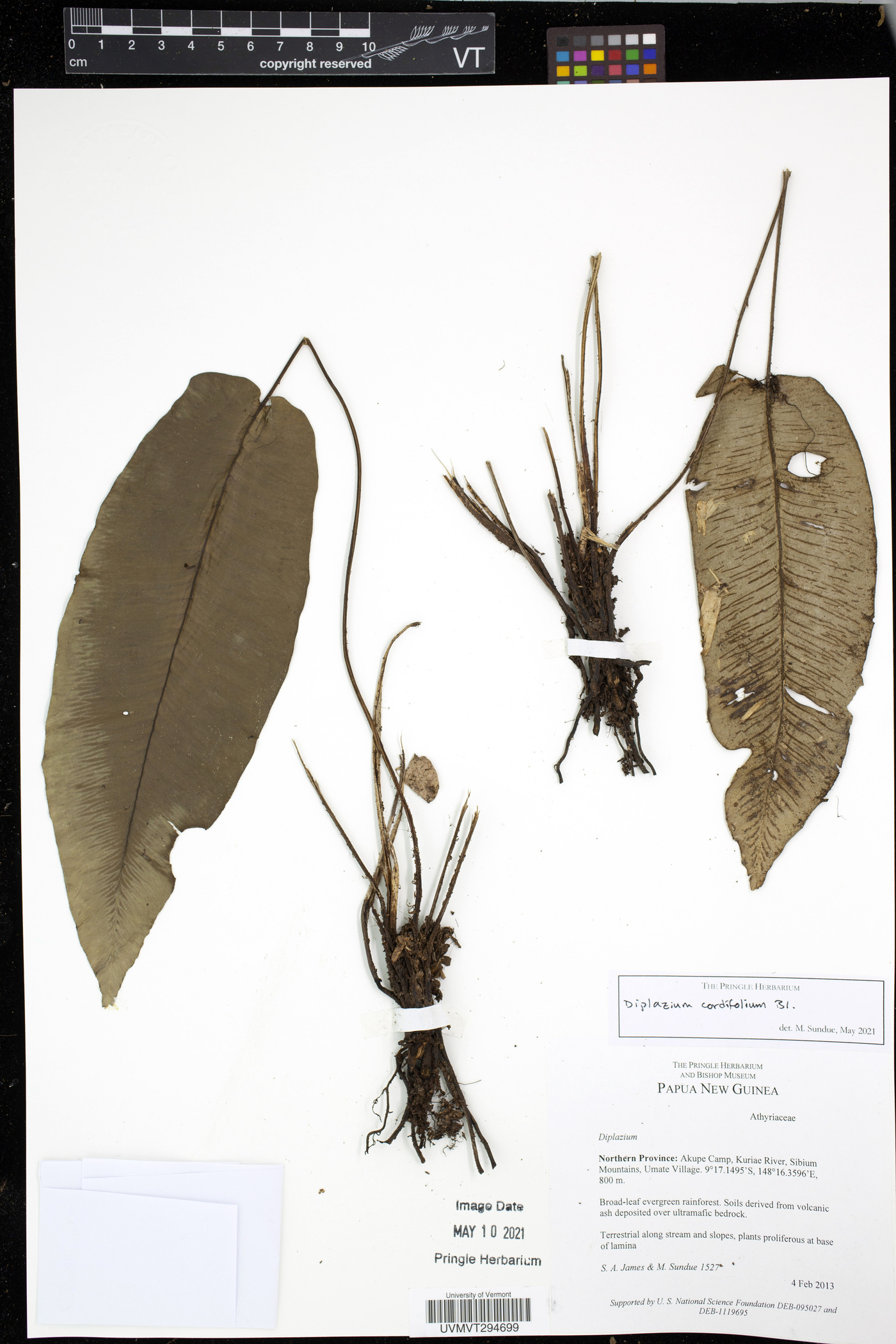 Diplazium cordifolium image