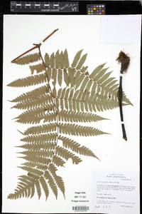 Pleocnemia dahlii image