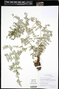 Dryopteris nodosa image