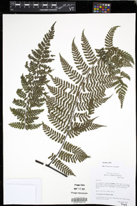 Diplazium scotinum image