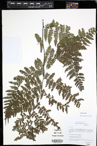 Diplazium scotinum image