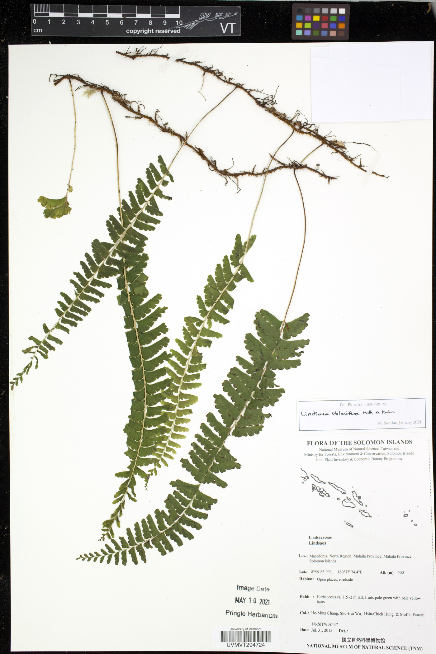 Lindsaea pickeringii image