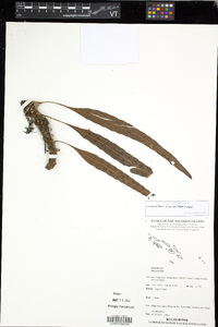 Lecanopteris sinuosa image