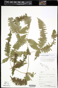 Dicranopteris linearis image