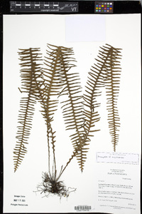 Prosaptia cryptocarpa image