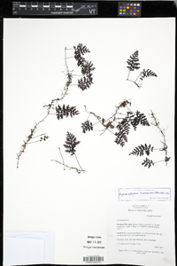 Hymenophyllum holochilum image