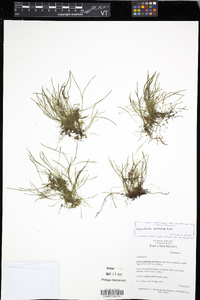 Vaginularia acrocarpa image