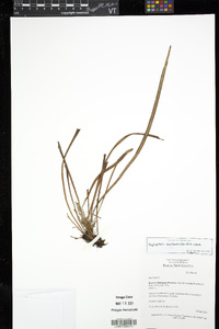 Haplopteris ensiformis image