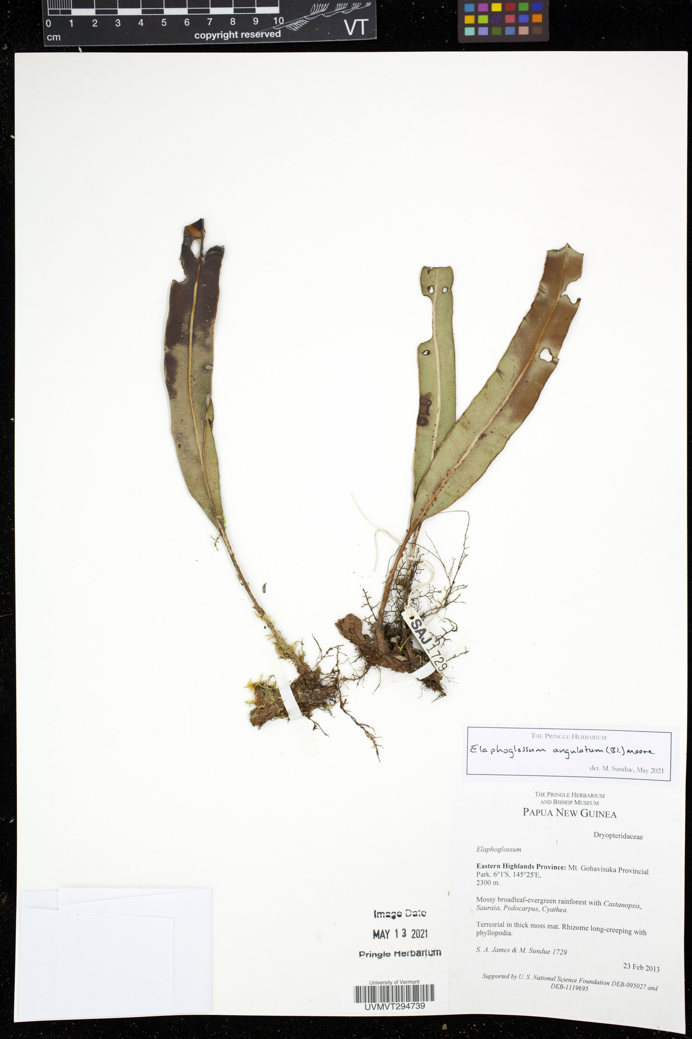 Elaphoglossum angulatum image