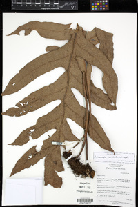 Aglaomorpha heraclea image