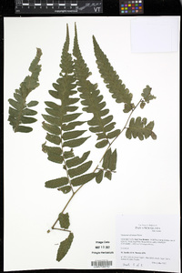 Diplazium dilatatum image