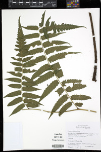 Diplazium dilatatum image