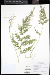 Selaginella hieronymiana image