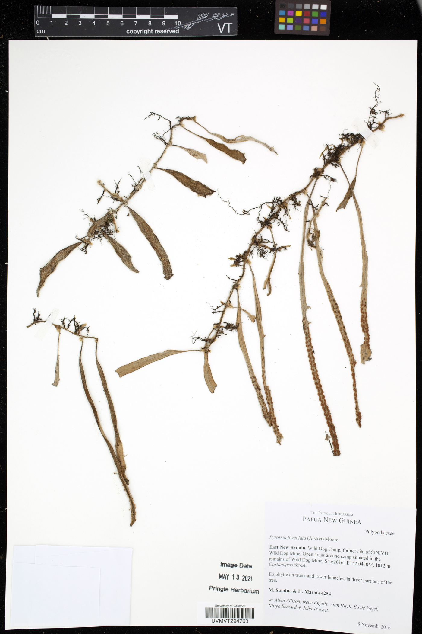 Pyrrosia foveolata image