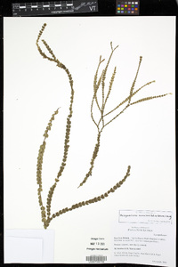 Phlegmariurus nummulariifolius image