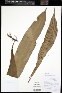 Leptochilus macrophyllus image