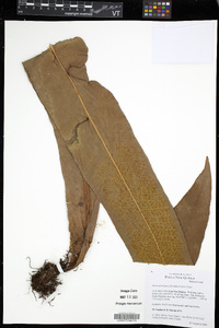 Microsorum glossophyllum image