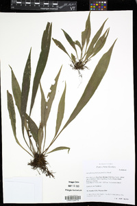 Antrophyum plantagineum image