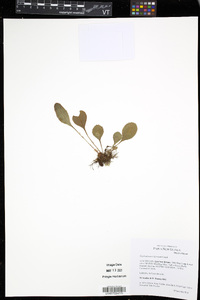 Elaphoglossum luzonicum image
