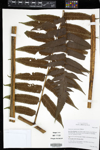 Diplazium stipitipinnula image