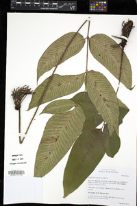 Diplazium bantamense image