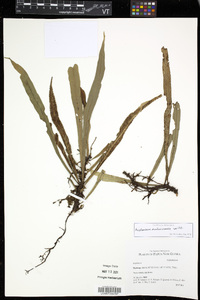 Asplenium amboinense image