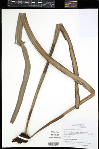 Haplopteris scolopendrina image