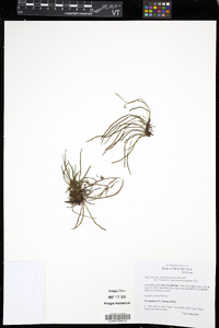 Media resource of Haplopteris exigua