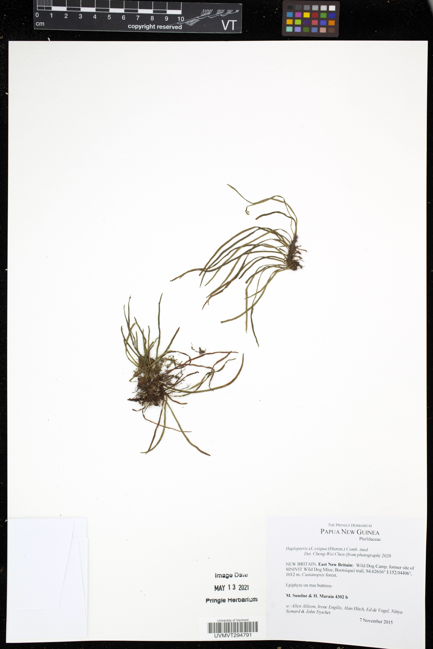 Haplopteris exigua image