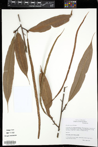 Oleandra werneri image