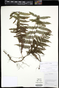 Davallia pubescens image