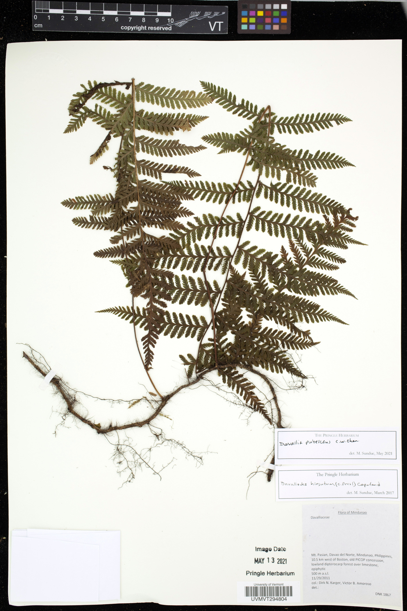Davallia pubescens image