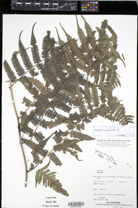 Diplazium polypodioides image