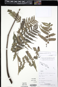 Diplazium polypodioides image