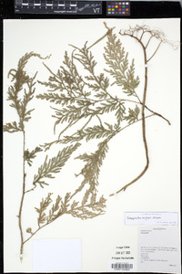 Selaginella engleri image