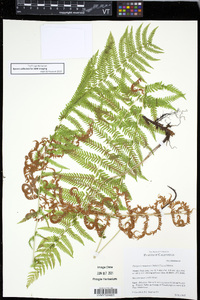 Thelypteris nevadensis image