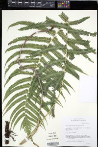Christella puberula image