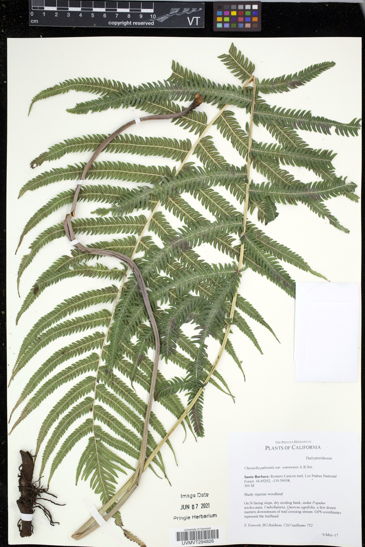 Christella puberula image