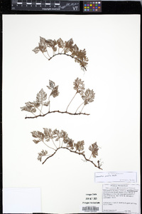 Davallia pusilla image