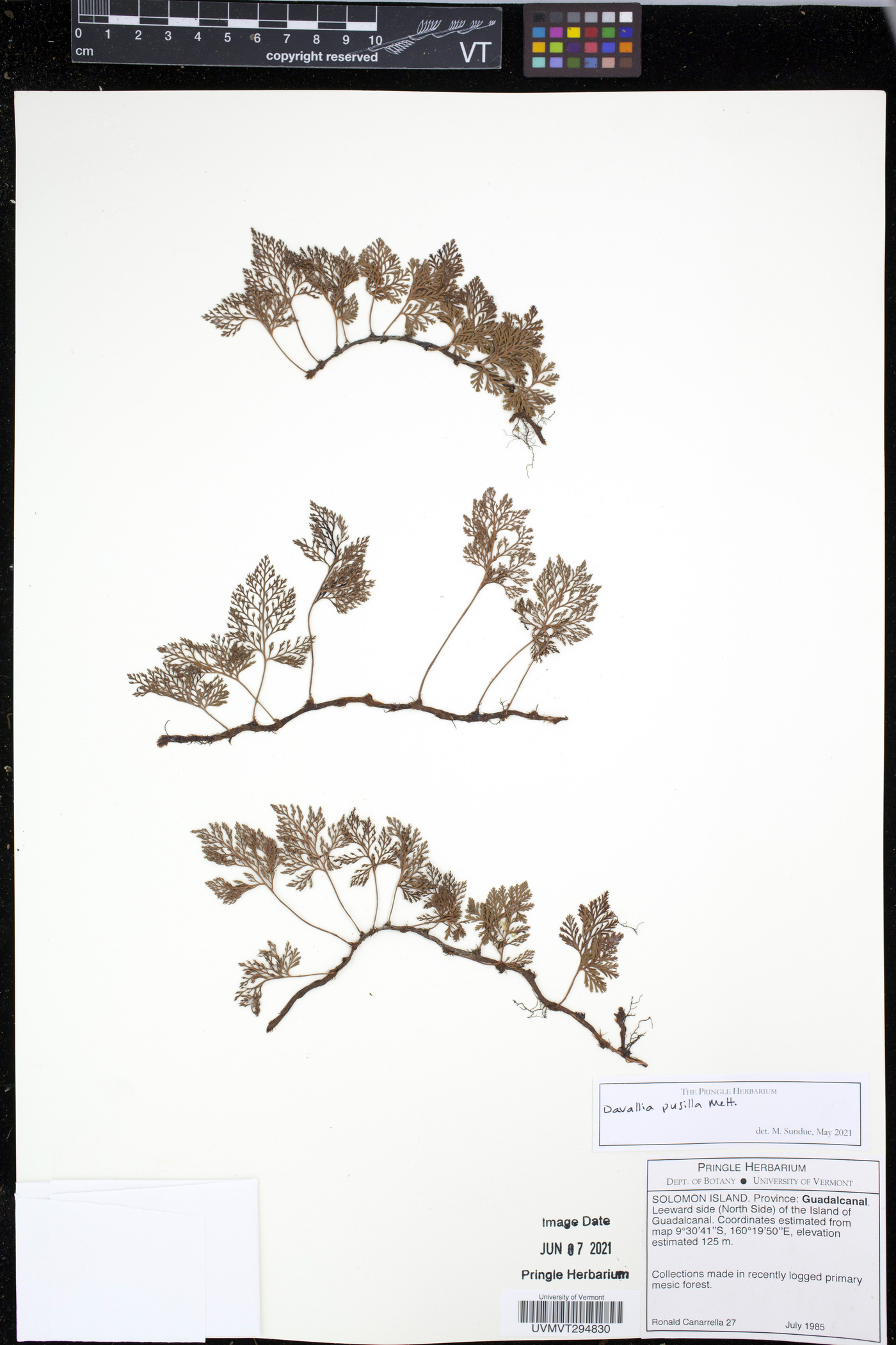 Davallia pusilla image