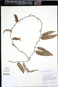 Davallia heterophylla image