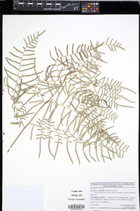 Pteridium caudatum image