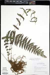 Amauropelta scalaris image