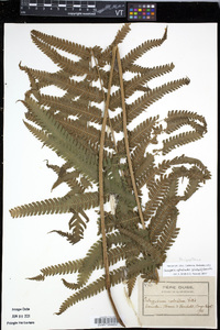 Media resource of Goniopteris nephrodioides