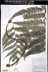 Saccoloma sorbifolium image