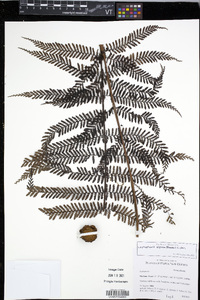 Leptopteris alpina image