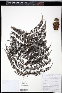 Leptopteris alpina image