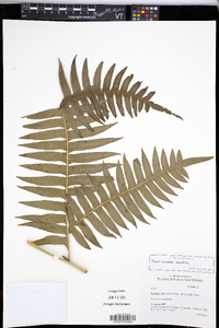 Pteris excelsa image