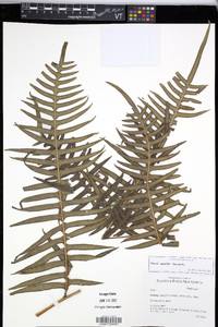 Pteris excelsa image